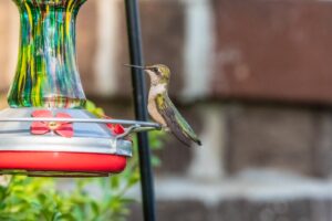 green and brown humming bird