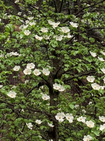 Closeup of a dogwood tree in bloom
