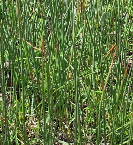 Closeup of thin leaves of grass