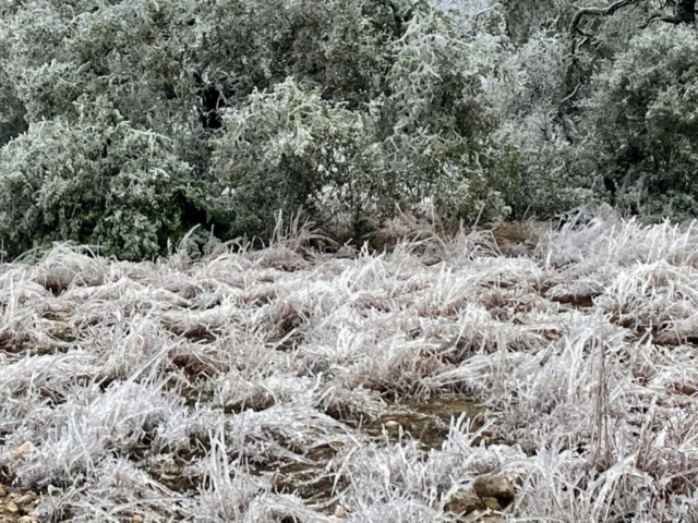 Grass and trees covered with white frost