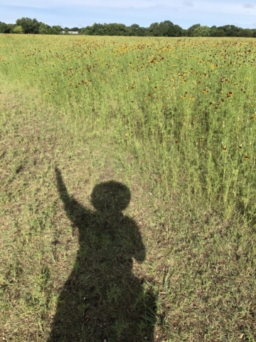 Shadow of person against field of wildflowers