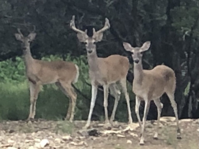 Three deer looking at camera