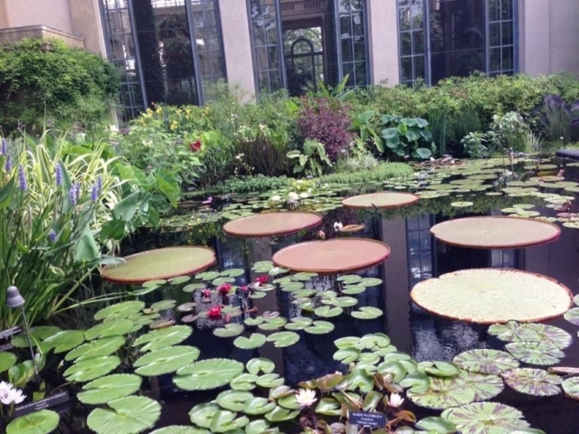 large and small lily pads and other plants surrounding pond