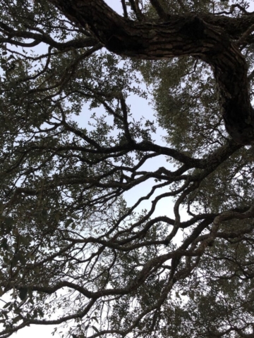 looking up at tall oak tree