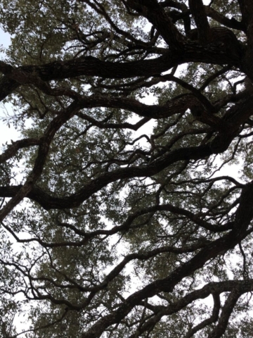 looking up at tall oak tree