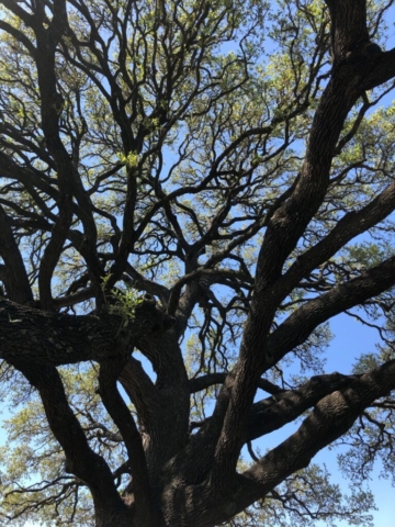 oak tree and blue sky