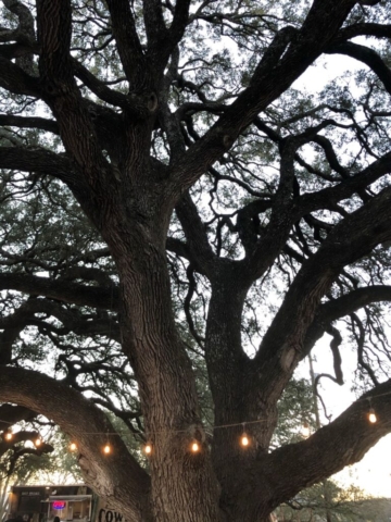 oak tree strung with lights at dusk