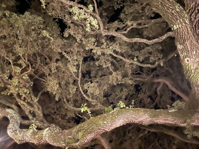 oak branches and leaves at night
