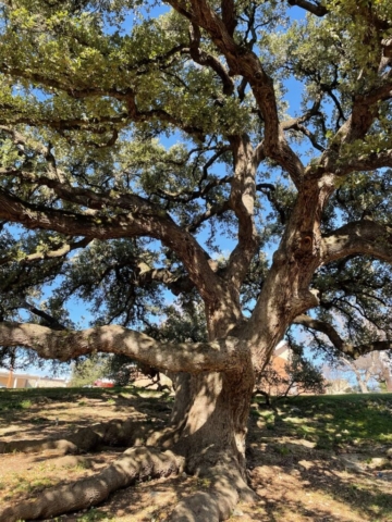 Giant oak tree in park