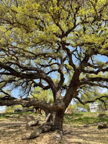 giant oak tree in park