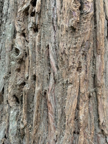 Closeup of rough tree bark