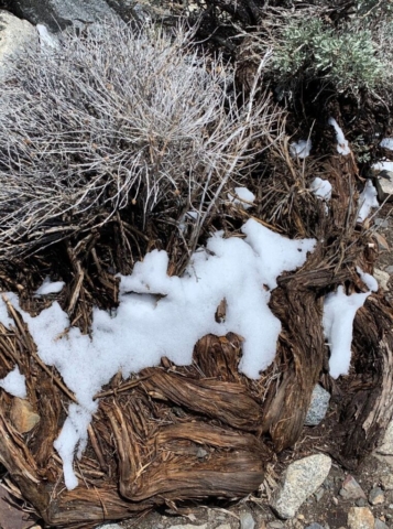A dry plant, rotting wood, covered with a bit of snow