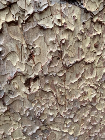 Interesting pattern on tree bark
