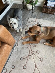 small grey dog and large brown dog together